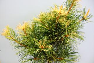 Sosna drobnokwiatowa 'Tanima-no-yuki' - Pinus parviflora 'Tanima-no-yuki'