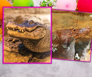 Marta świętuje 95. urodziny. Seniorka jest gwiazdą ogrodów zoologicznych