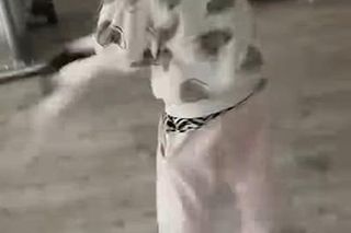 Dziewczynka rzucała kotem, matka nagrywała! Interweniowała policja