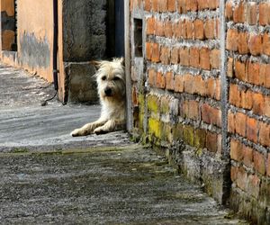 Nie zostawiaj pupila na wakacje! Straż miejska ostrzega: za to grożą kary!