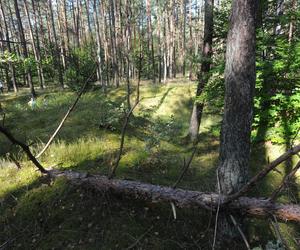 Prokuratura i IPN w Kaliszu Pomorskim. To co tu odkryli, jest wstrząsające 