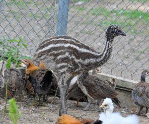 Pisklęta emu zamieszkają w poznańskim ZOO 