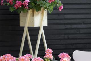 Pelargonie na balkonie