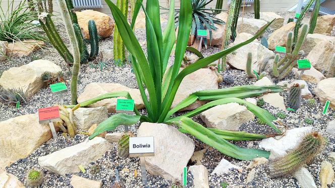 To jeden z najpiękniejszych ogrodów botanicznych w Polsce. Znajduje się na Dolnym Śląsku 