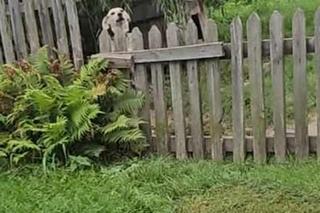 W bestialski sposób skatował osiem szczeniaczków [GALERIA]