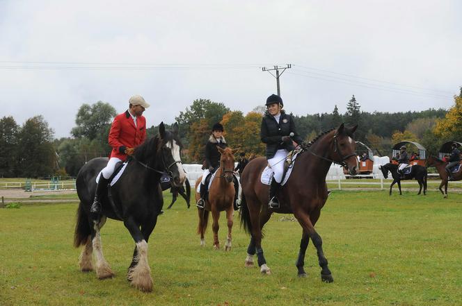 Bez żony nie radzi sobie z koniem