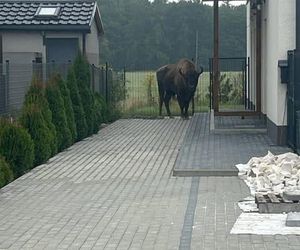 Żubr odwiedził Tulce pod Poznaniem