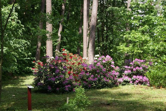 Leśne arboretum w Kudypach otwarte dla zwiedzających [ZDJĘCIA]