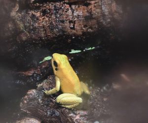 W pawilonie Lasu Deszczowego w Śląskim Ogrodzie Zoologicznym pojawili się nowi mieszkańcy
