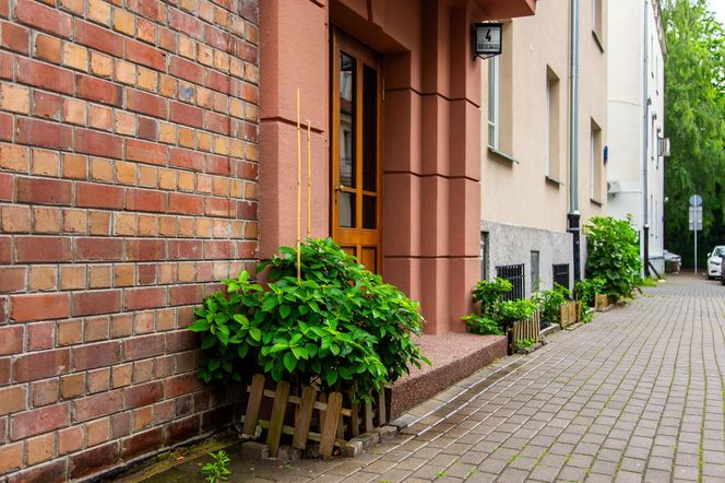 Partyzancki ogródek fasadowy na Mokotowie