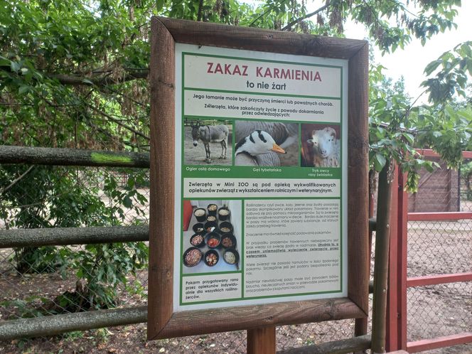 Mini ZOO w Lesznie ma nowych mieszkańców. To owce, konie i osioł