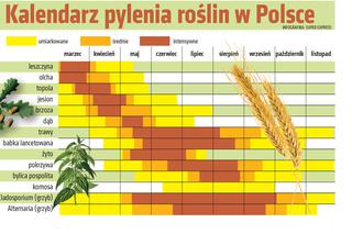 Kalendarz pylenia. ABC alergika