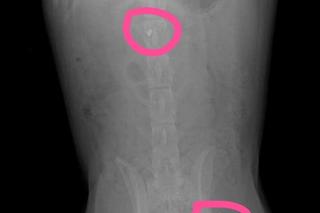 Ktoś strzelił do psa z wiatrówki. Wrocławska Ekostraż apeluje o wsparcie dla Kevli 
