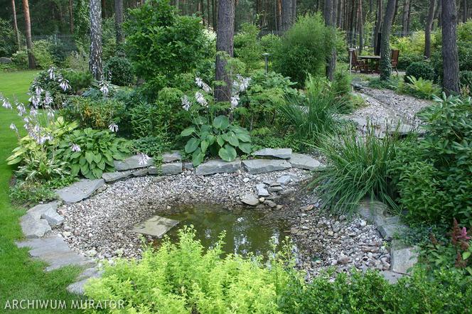 Oczko wodne otoczone roślinnością