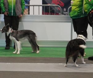 Międzynarodowa Wystawa Psów Rasowych w Poznaniu