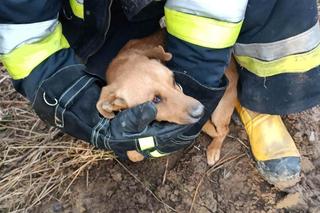  Związał psa i pozostawił w ciemnym bunkrze na pewną śmierć. Wstrząsające odkrycie na Mazowszu
