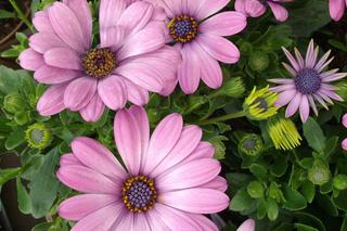 Osteospermum