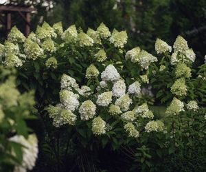 Hortensja bukietowa 'Polar Bear'