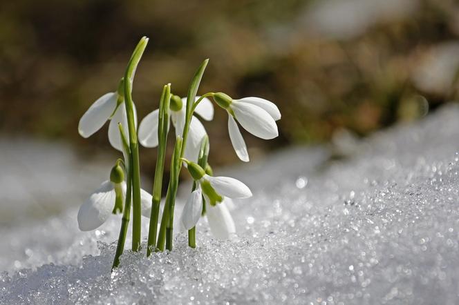 Temperatura rośnie, to już KONIEC zimy?! W Bydgoszczy będzie nawet 13°C