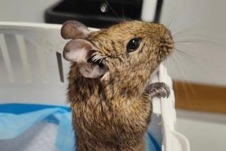 Ktoś wyrzucił małe koszatniczki na śmietnik, a dzieci rzucały w nie kamieniami. Uratowali je wolontariusze Ekostraży 