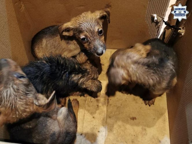 Porzucone szczeniaki w pudełku znalezione w środku lasu