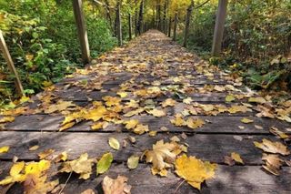 Puszcza Białowieska to idealny pomysł na odwiedziny jesienią