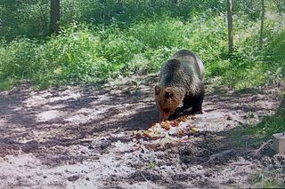 Niedźwiedź brunatny grasuje pod Tarnowem. Fotopułapka zrobiła mu zdjęcia