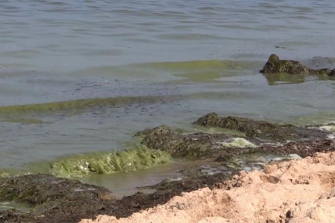 Sinice zaatakowały trójmiejskie plaże