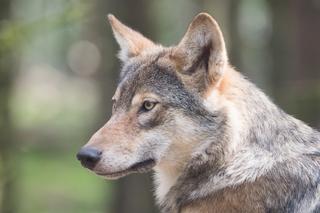W regionie jest coraz więcej wilków? Leśnicy pokazali nagranie z pokaźną watahą [WIDEO]