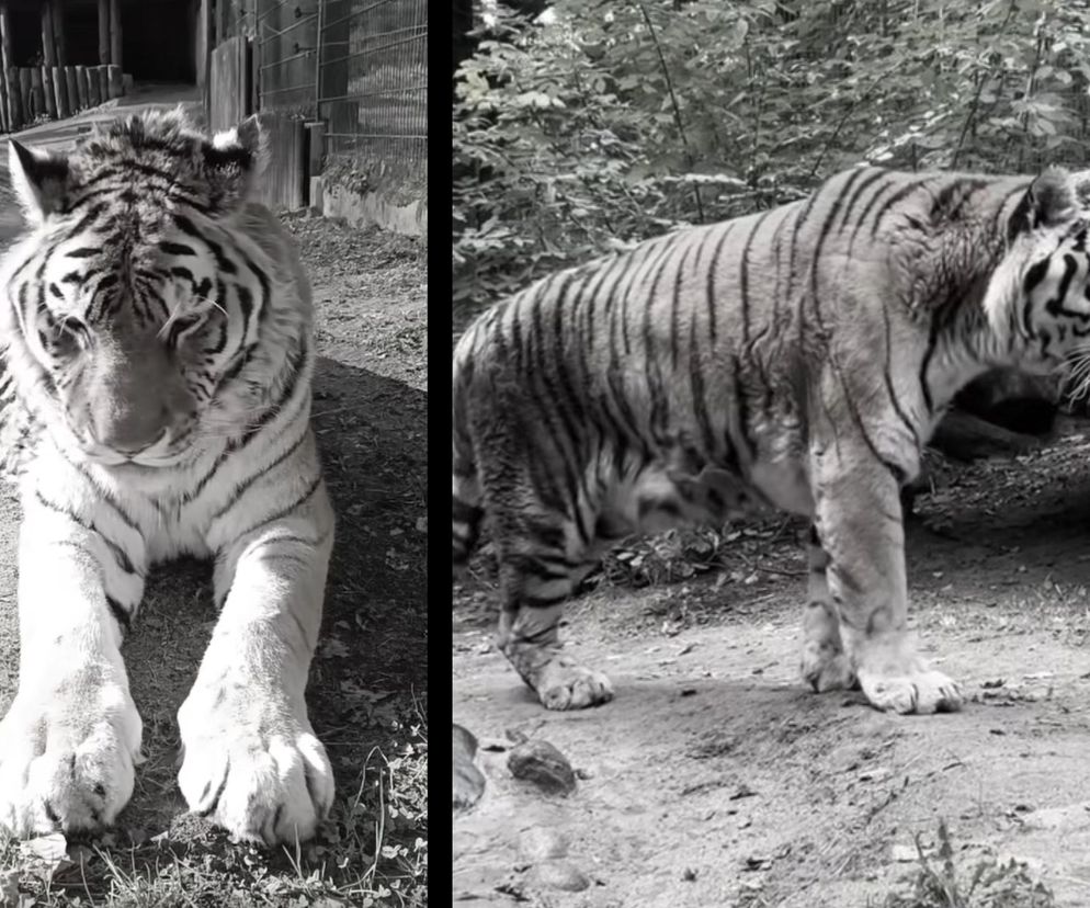 Nie żyje symbol gdańskiego zoo, tygrys Dominik. Nie słychać już jego kroków