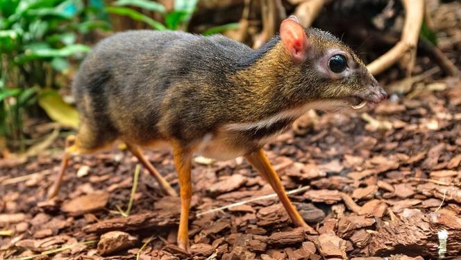 Myszojeleń jak z piosenki zamieszkał w ogrodzie zoologicznym w Polsce! Gdzie można zobaczyć Arnolda?