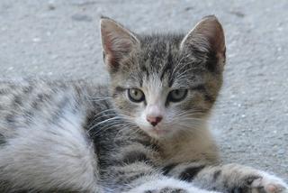 Miasto Kotów pomaga setkom zwierzaków, teraz sama fundacja jest w KRYTYCZNEJ SYTUACJI