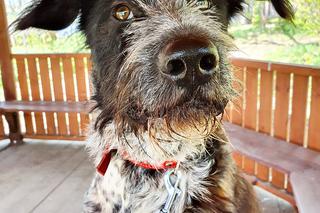 Radosny trójłapek szuka kochającego domu. Kto pokocha Lokiego?