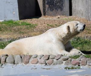 Niedźwiedzie polarne z Warszawskiego ZOO