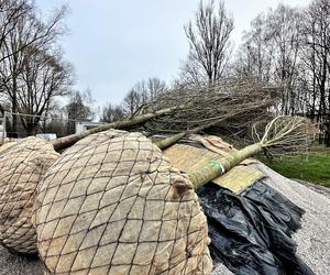 Wielkie drzewa staną w Ogrodzie Płaszów. Nasadzenia już trwają