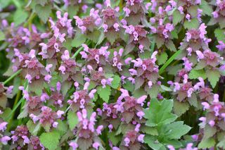 Jasnota purpurowa