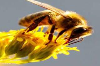 Atak wściekłych pszczół uwięził ludzi w domach