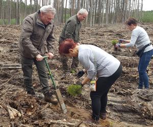 Posadzili kawałek lasu w miejscu wyciętego