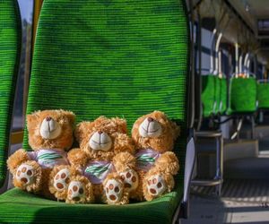 Zaskakująca inicjatywa MPK Poznań. Misie ruszają w miasto. Od teraz najmłodsi pasażerowie będą mieli wsparcie 