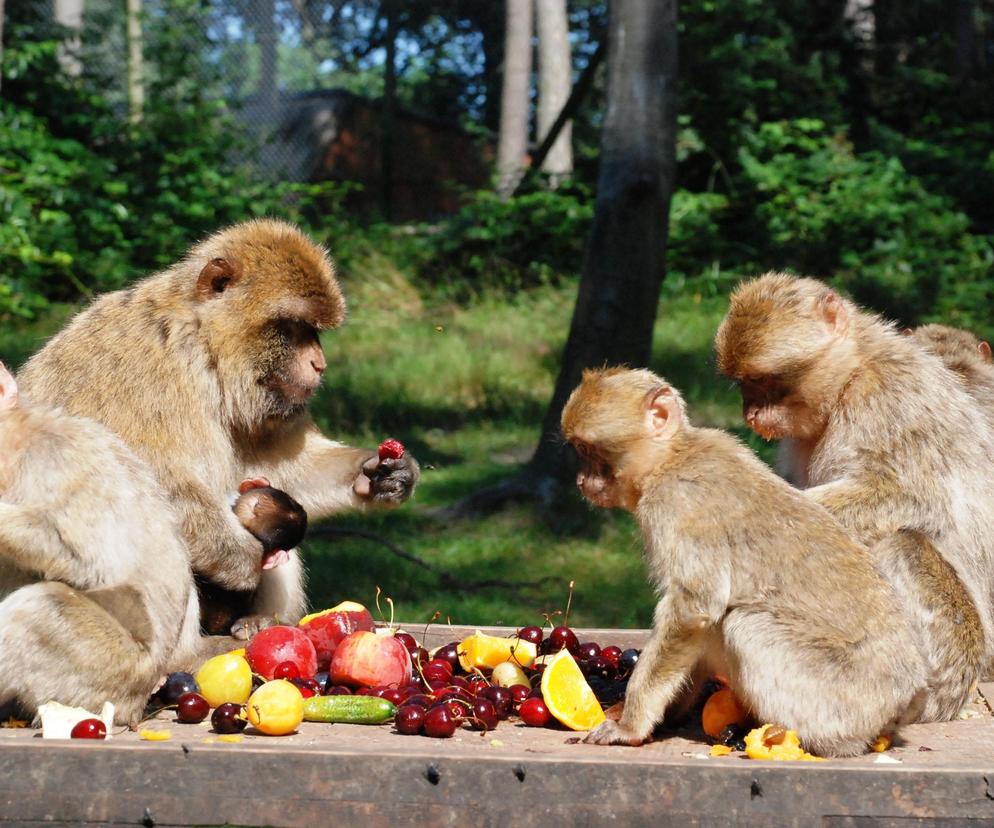 Zoo w Ueckermuende