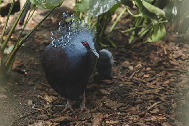 Zabytkowa ptaszarnia we wrocławskim zoo odzyskała dawny blask