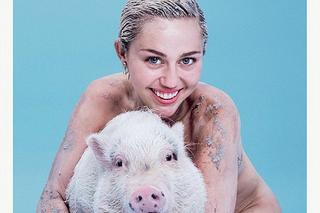  Miley Cyrus nago z prosiaczkiem na okładca Paper. Prawie jak Kim Kardashian...