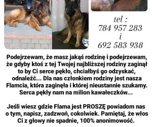 Ogromna nagroda za wskazanie miejsca pobytu psa