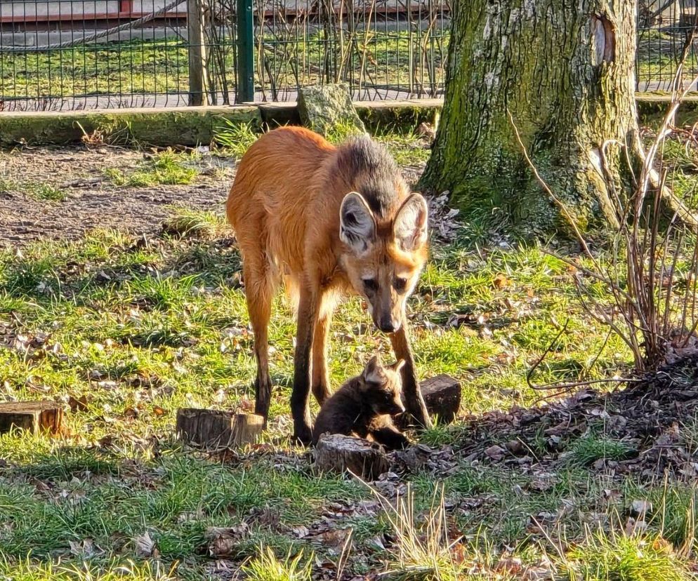 Z chorzowskim zoo urodziły się wilki grzywiaste. Jak się będą nazywać?