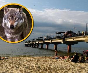 Wilk o trzech łapach zaatakował na plaży w Międzyzdrojach. Wciąż jest nieuchwytny