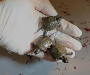 Szczęśliwy los żółwia z piwnicy 