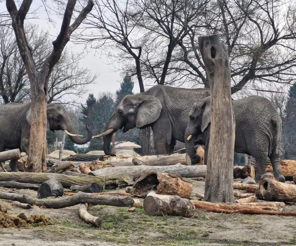 Niebezpieczna sytuacja w ZOO! To zagraża zwierzętom