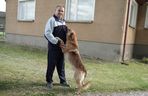 Wilki w rejonie Puszczy Knyszyńskiej. Mieszkańcy alarmują