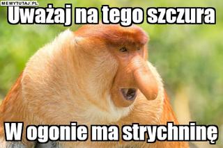 memy z nosaczem