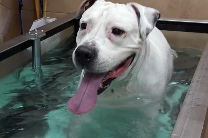 Jednym z psów rehabilitowanych na wodnej bieżni jest Biały